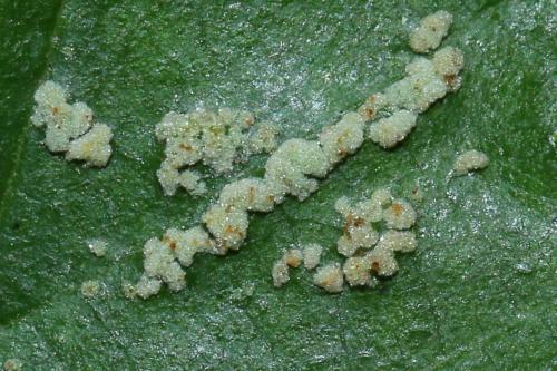 Acalitus brevitarsus